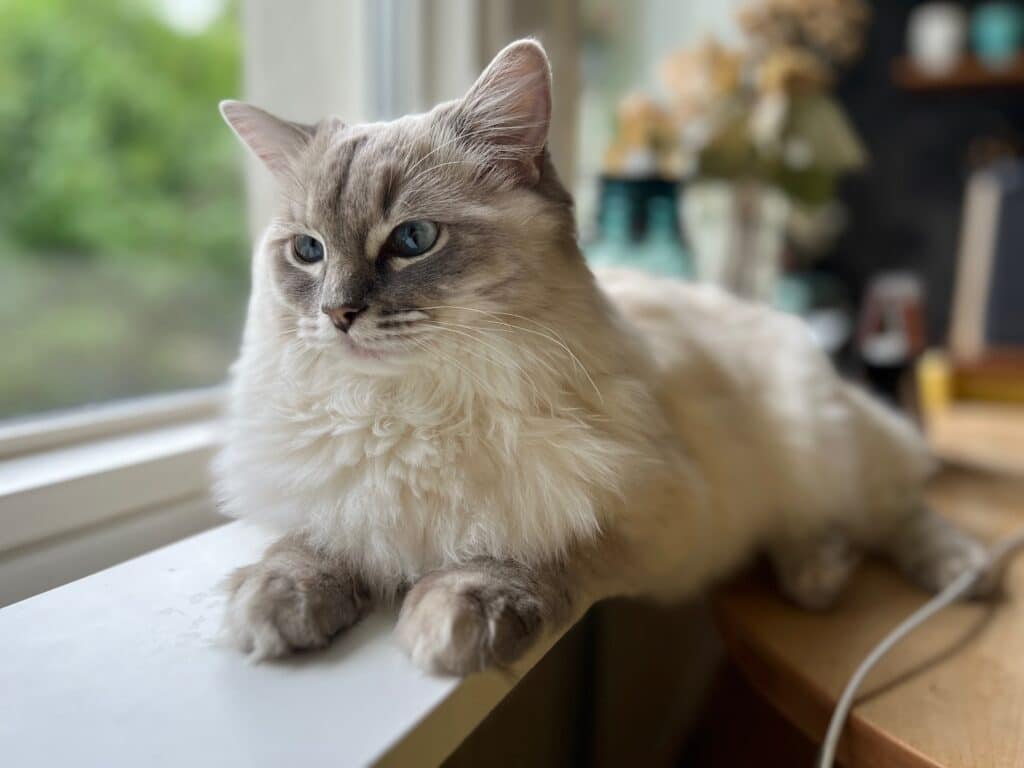 Ragdoll