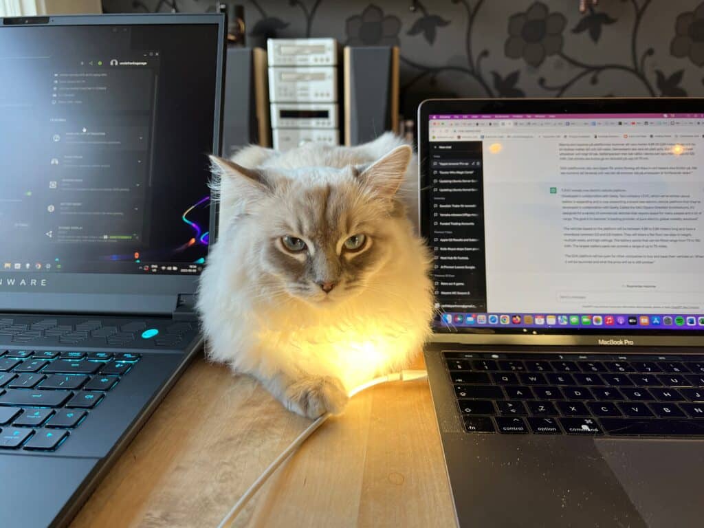 Ragdoll
