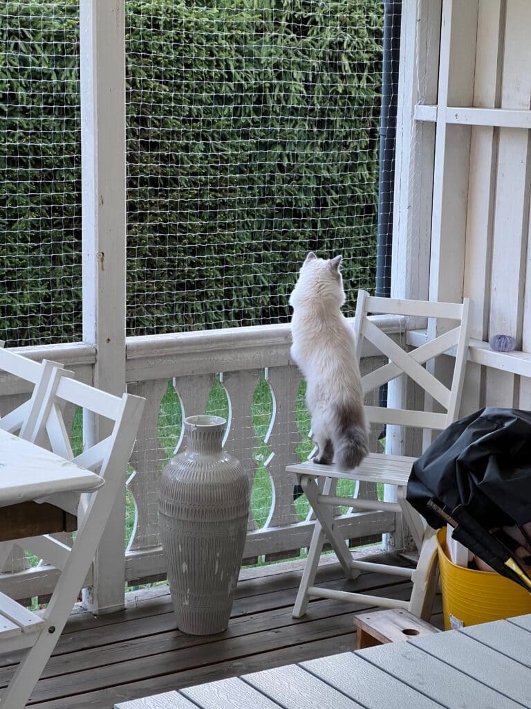 Utekatt eller innekatt?