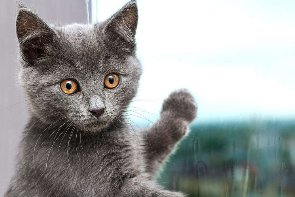 Chartreux kattunge