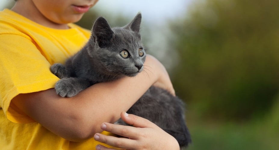 Chartreux barnvänlig