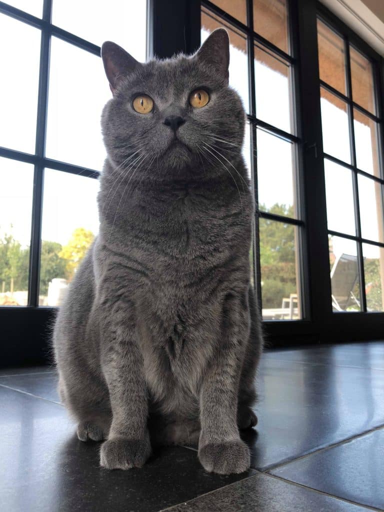 Chartreux