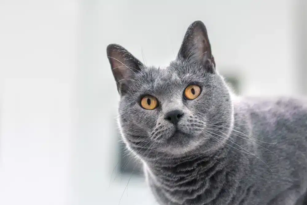 Chartreux