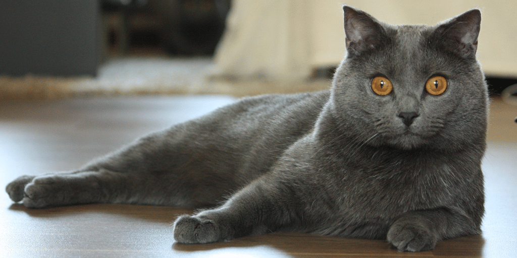 Chartreux