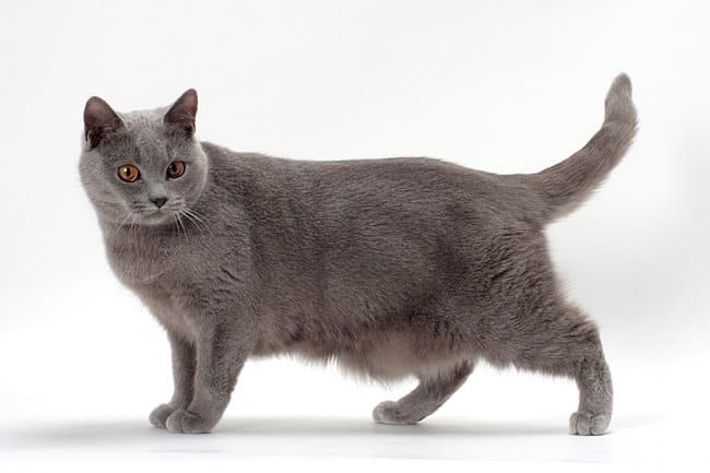 Chartreux