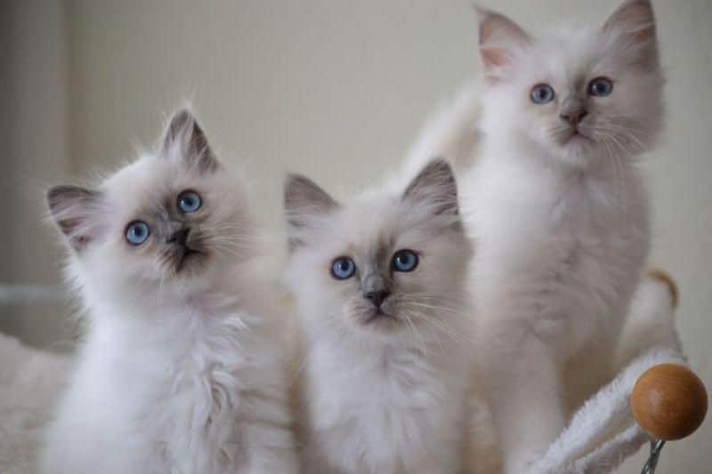 Helig Birma kattungar