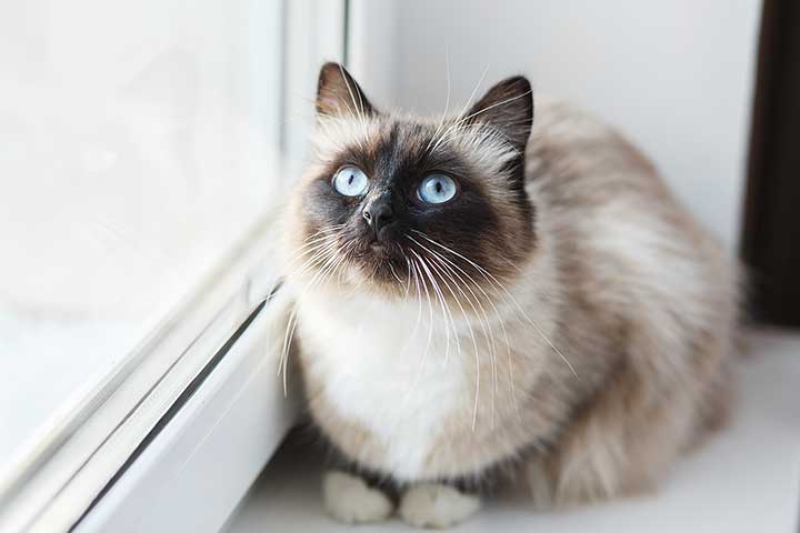 Helig Birma katt