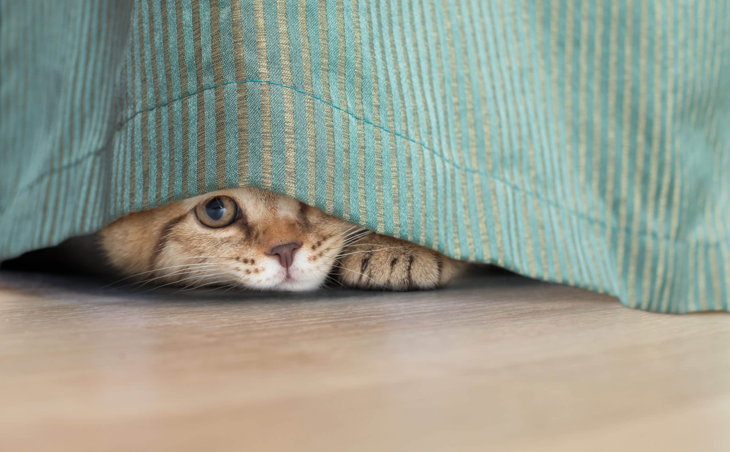 Katt som gömmer sig