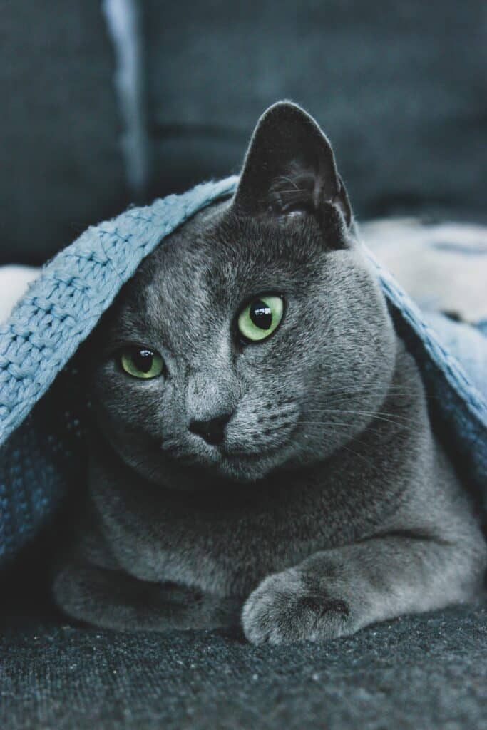 Russian Blue katt