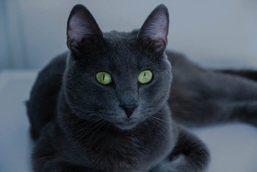 Russian Blue
