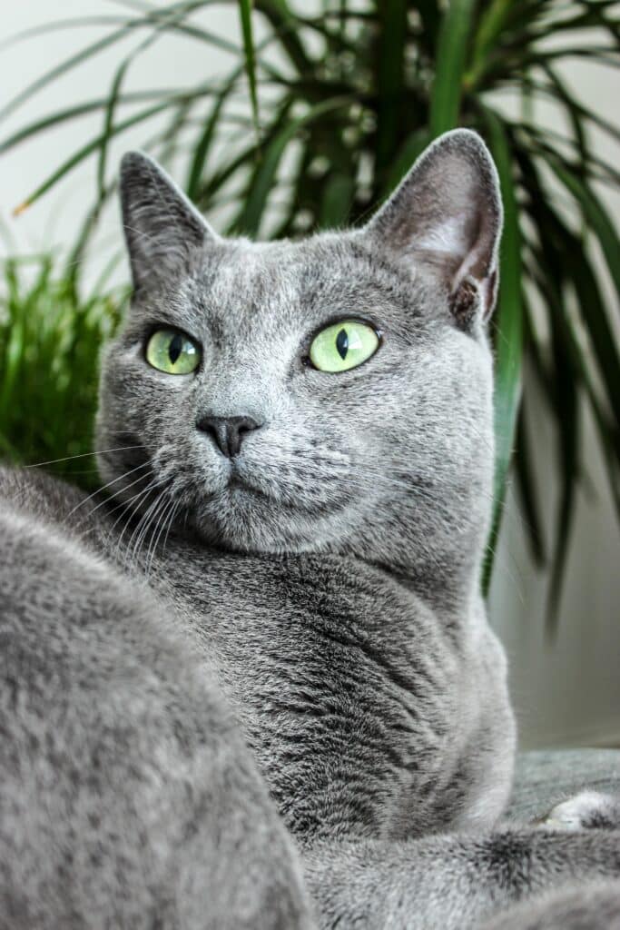 Russian blue katt