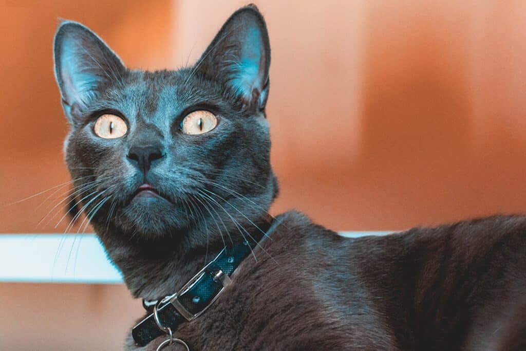 Russian blue