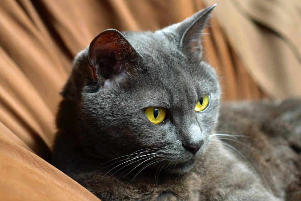 Russian blue