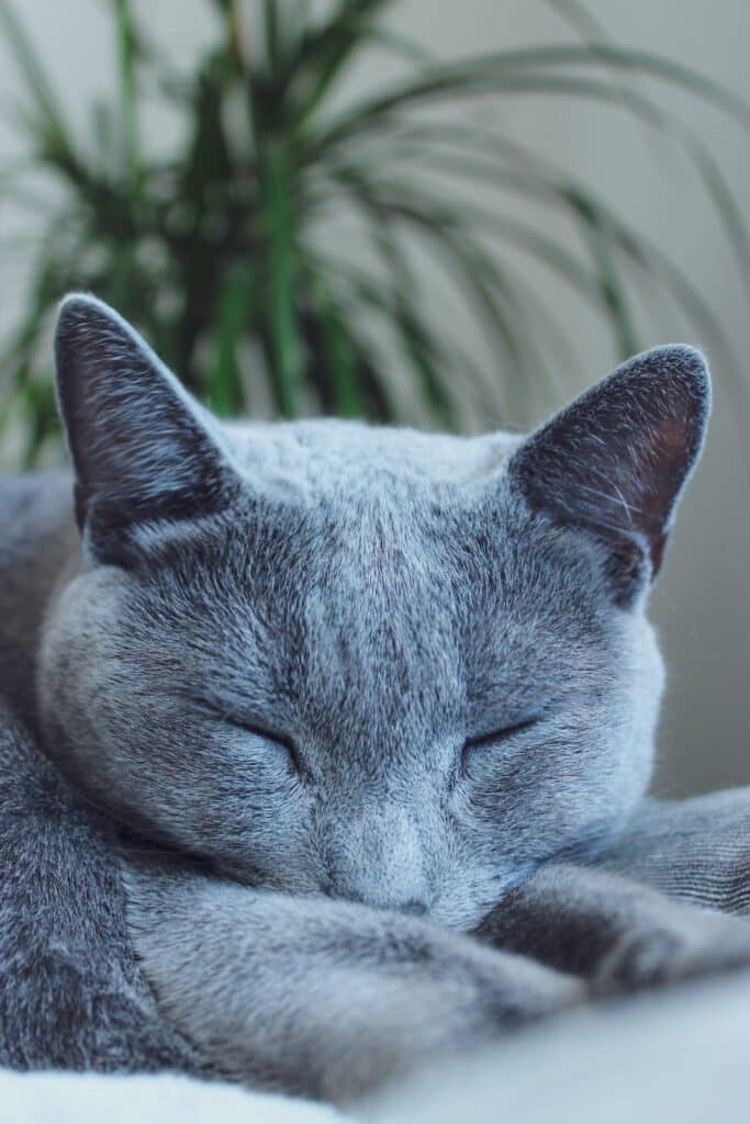 Russian blue