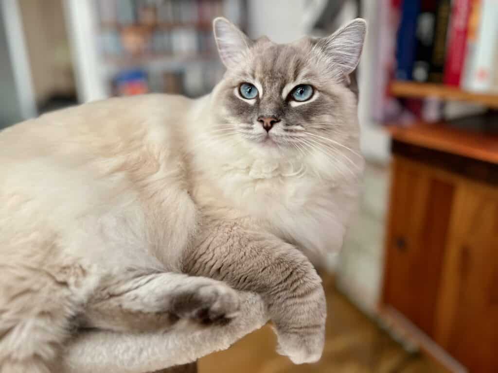 Skaffa katt