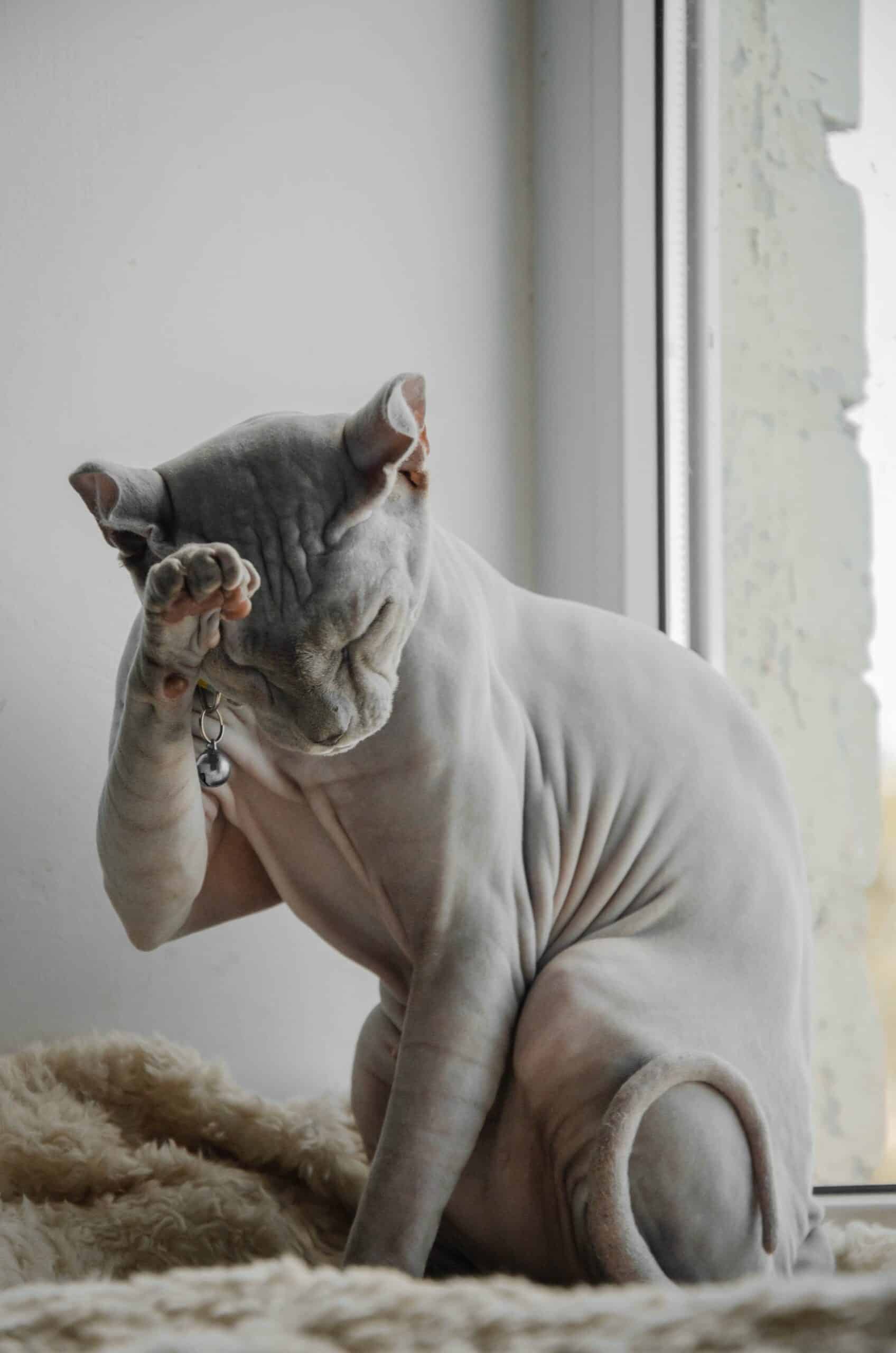 Sphynx