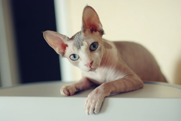 Sphynx