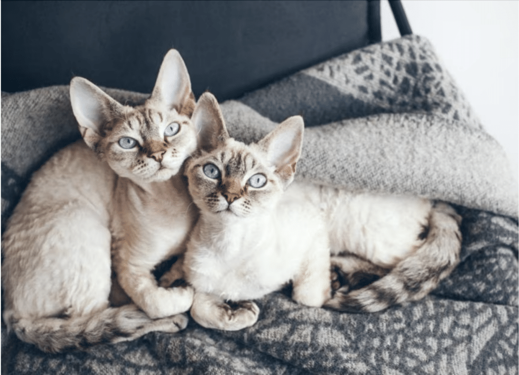 Devon Rex