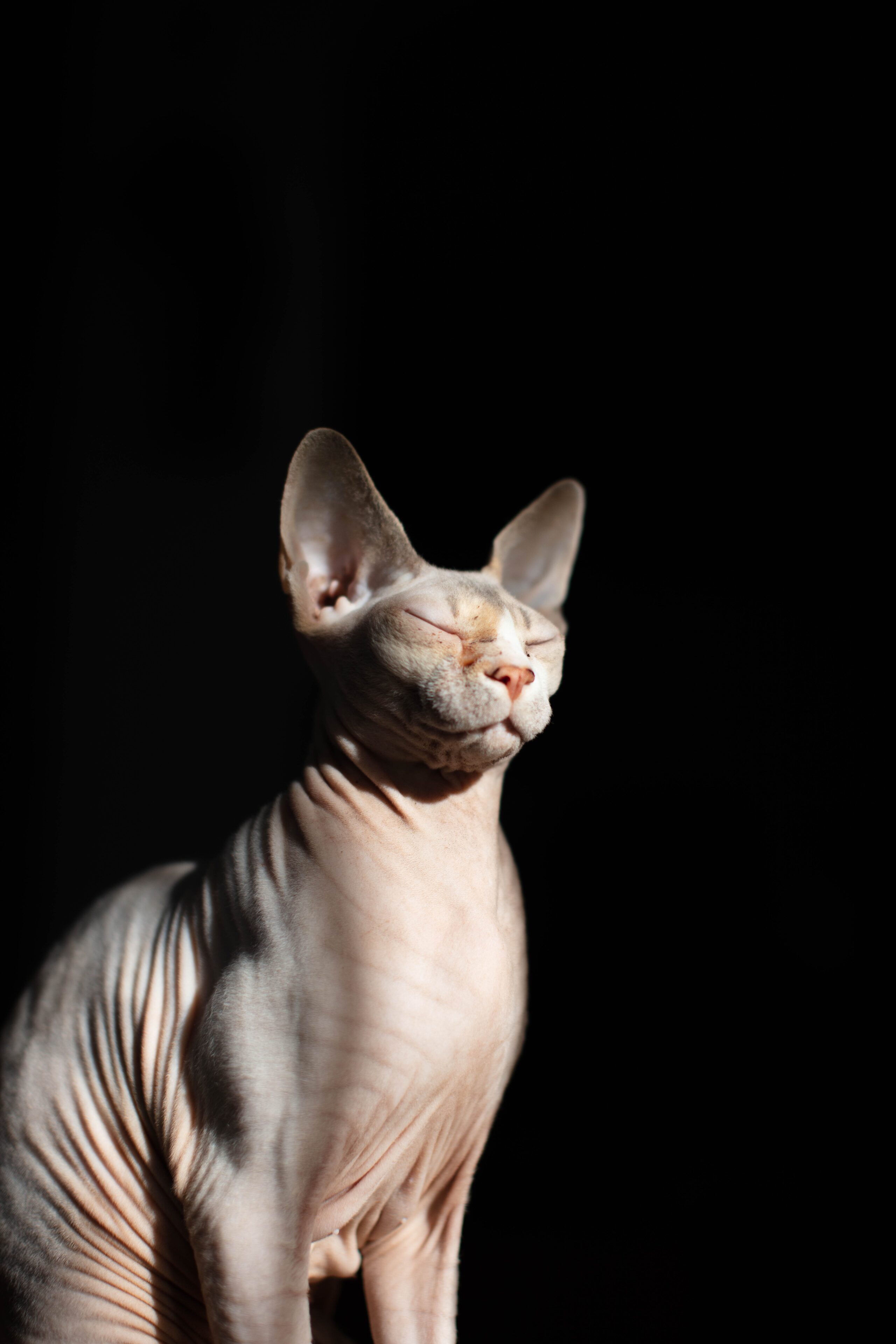 Sphynx