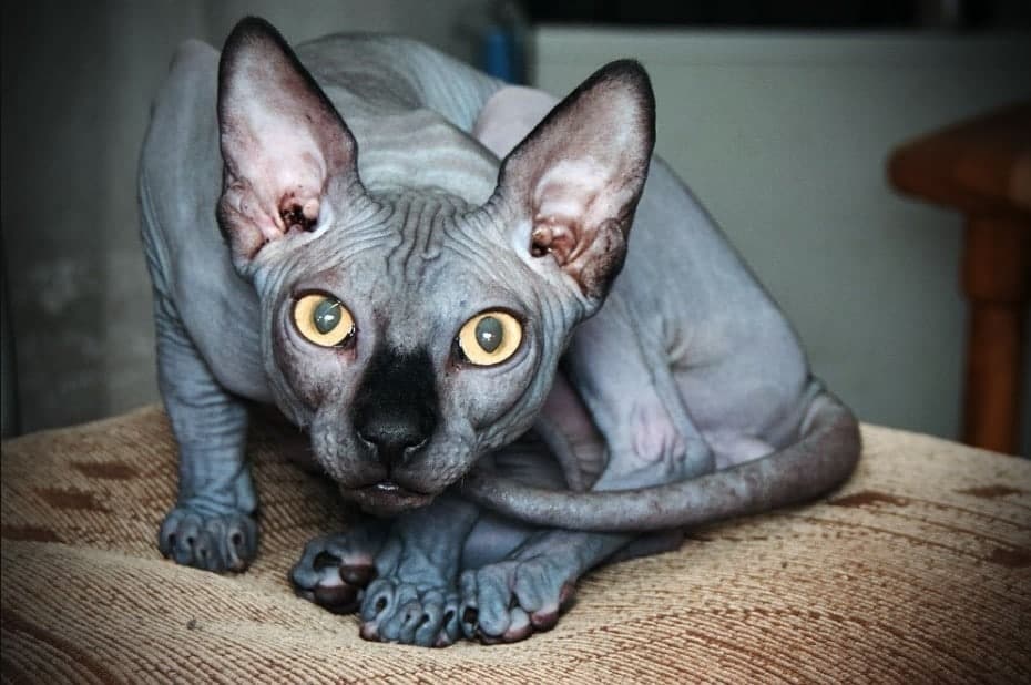 sphynx katt