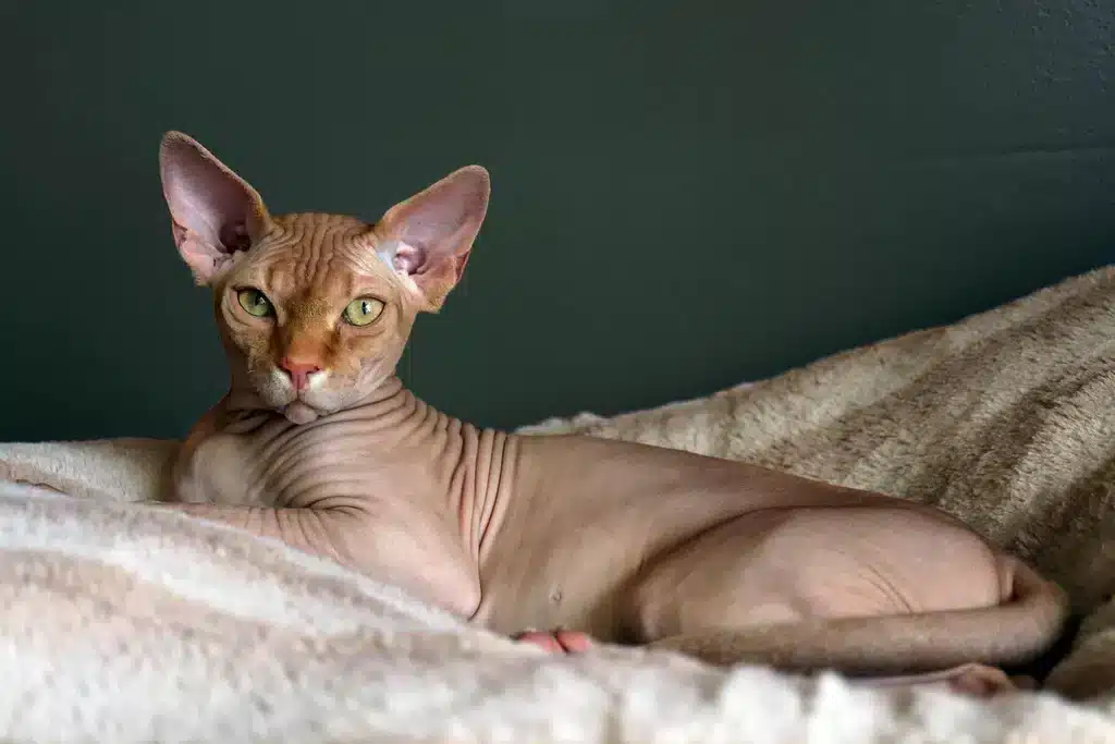 Sphynx boendebehov