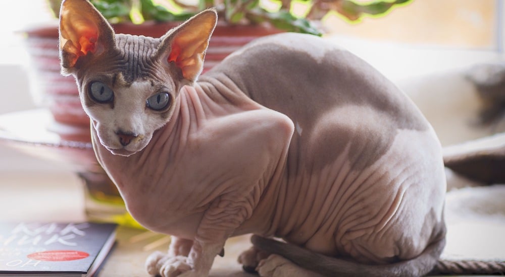 sphynx