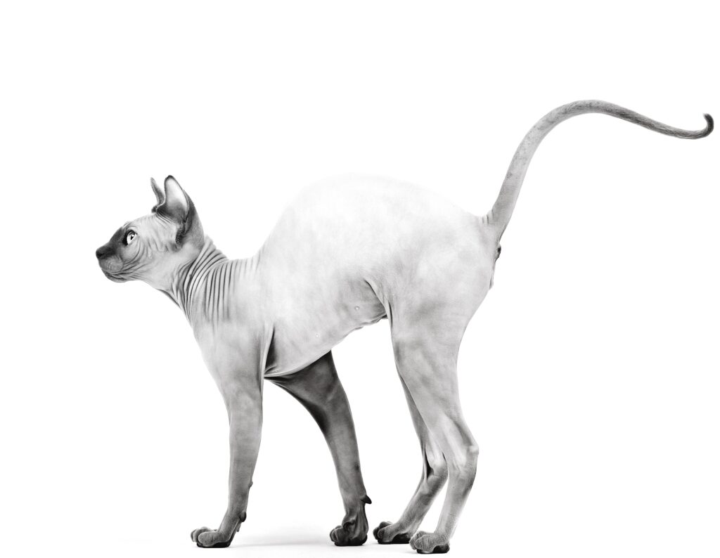 sphynx