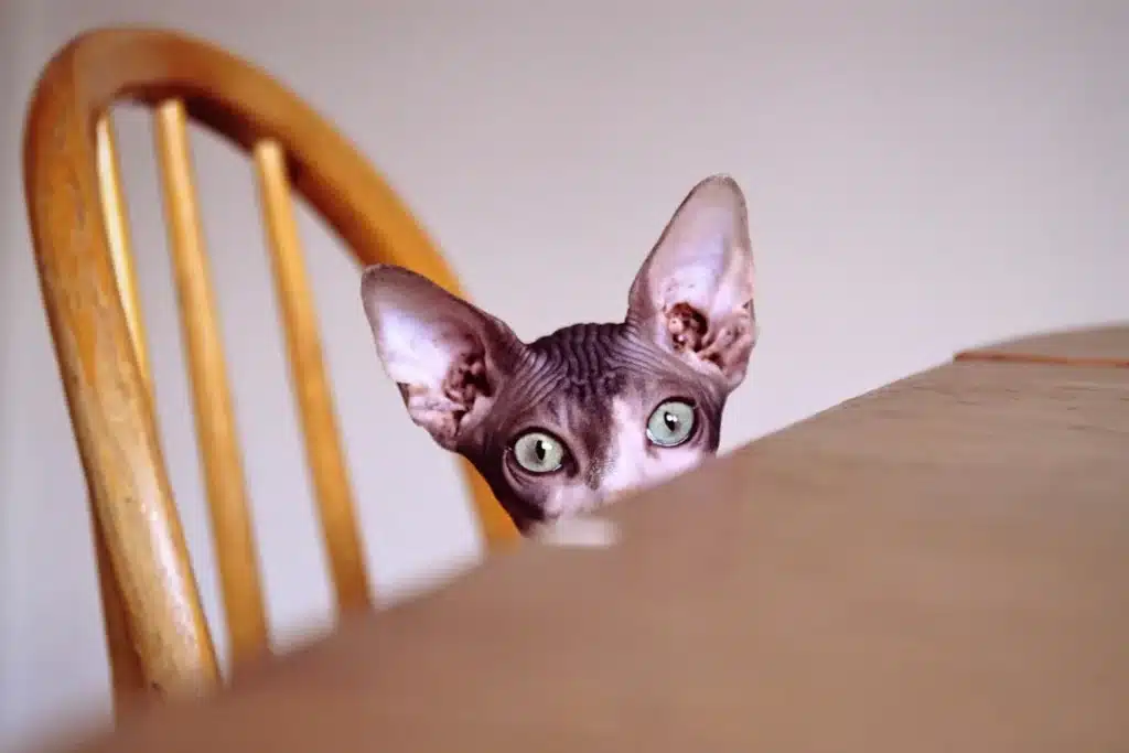 sphynx