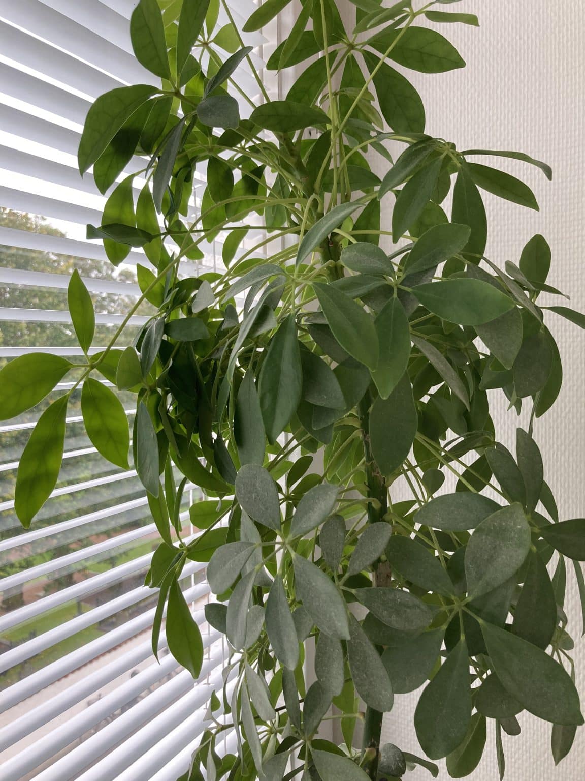 Giftiga växter för katter - Information och bilder