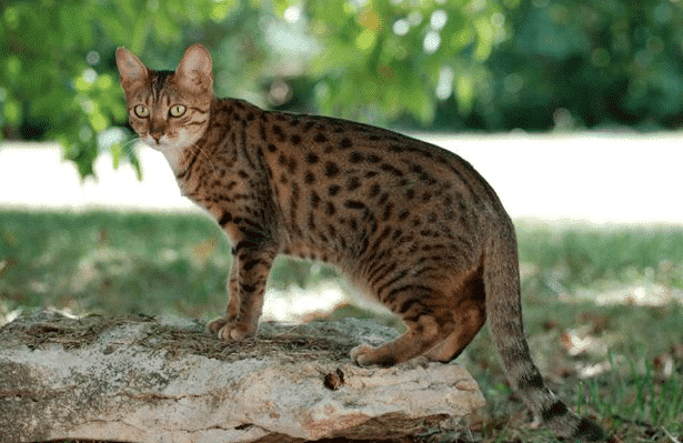 Egyptian Mau