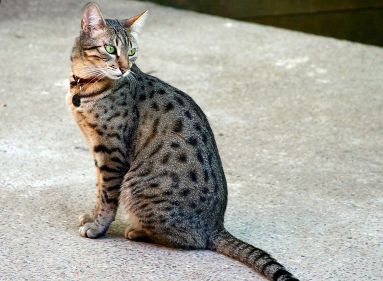 Egyptian Mau