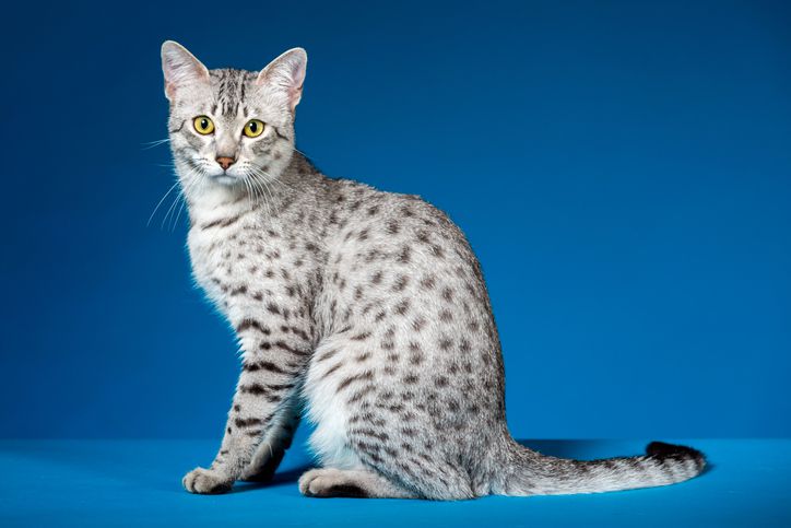 Egyptian Mau