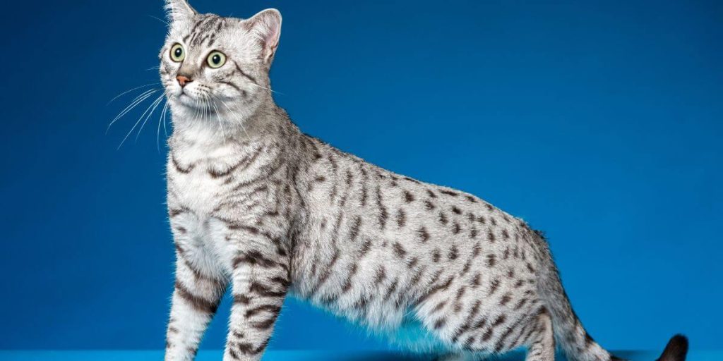 Egyptian mau