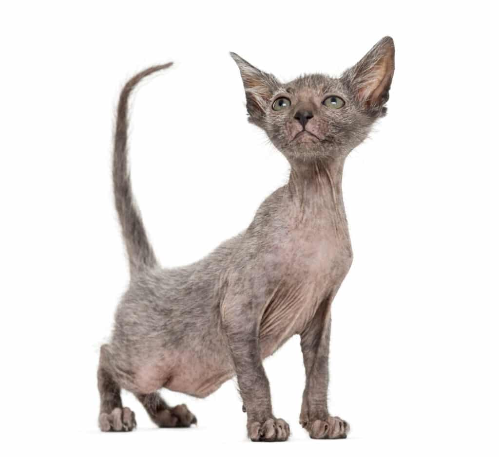 Lykoi