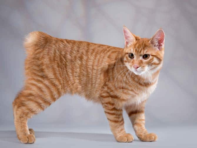 Manx