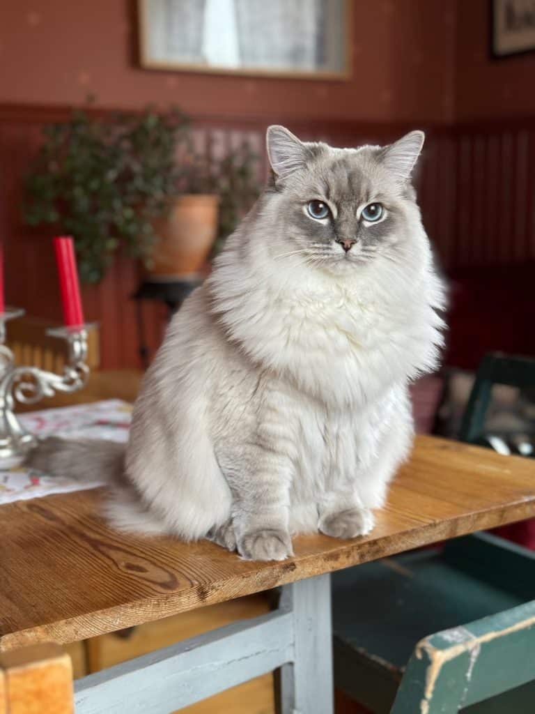 Ragdoll som stirrar