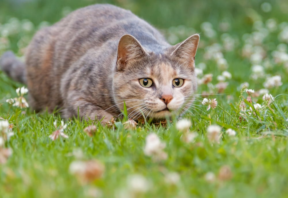 katt som jagar