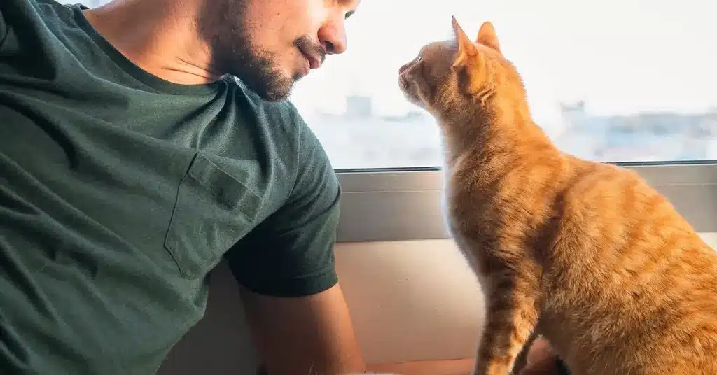 katt som stirrar på dig