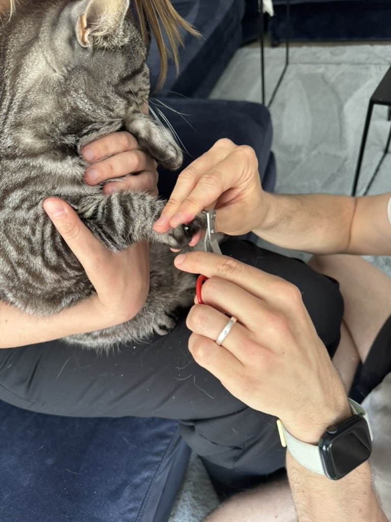 Hur Man Klipper Klorna P En Katt En Steg f r steg Guide Kattly Hur Man Klipper Klorna P En Katt En Steg f r steg Guide Kattly