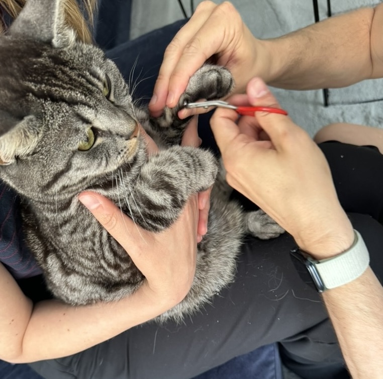Hur Man Klipper Klorna P En Katt En Steg f r steg Guide Kattly Hur Man Klipper Klorna P En Katt En Steg f r steg Guide Kattly