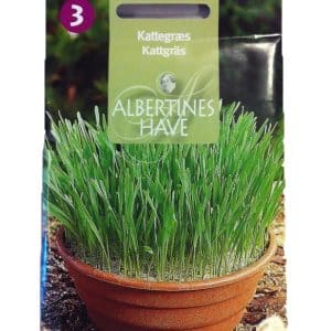 Kattgräs i fröpåse