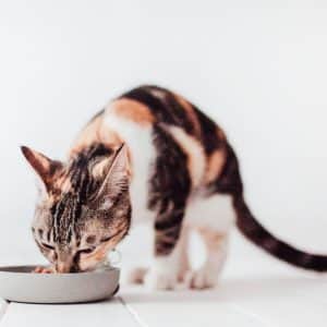 Kattskål District 70 bamboo maräng