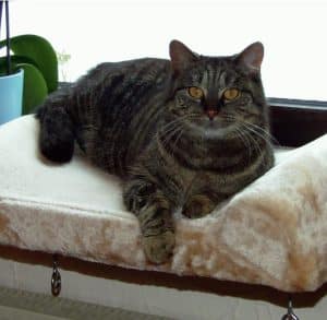 Sovplats fönsterbräda beige