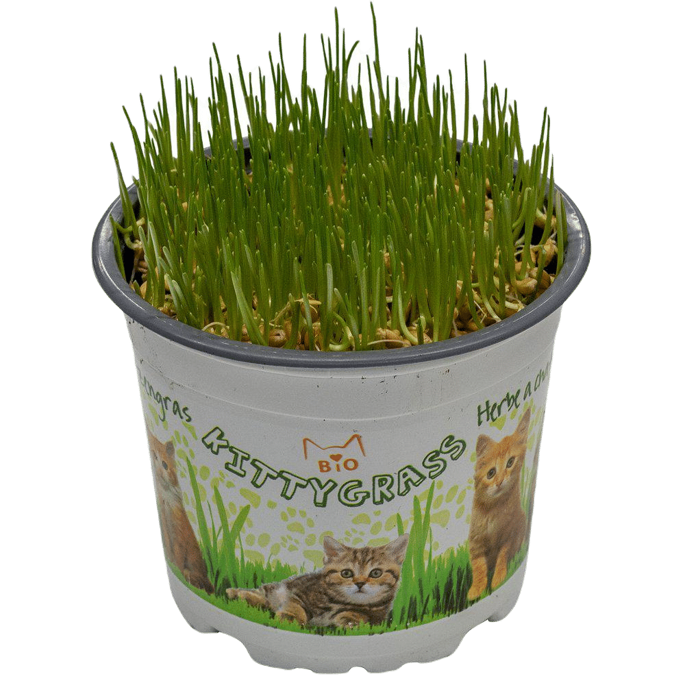 Kittygrass Kattgräs Bio 10 cm kruka - Katt - Kattgodis & Kattgräs - Kattgräs & Gräsfrön för katt - Imazo - ZOO.se