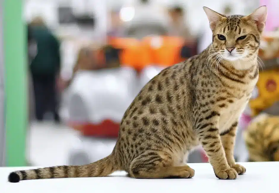 Ocicat