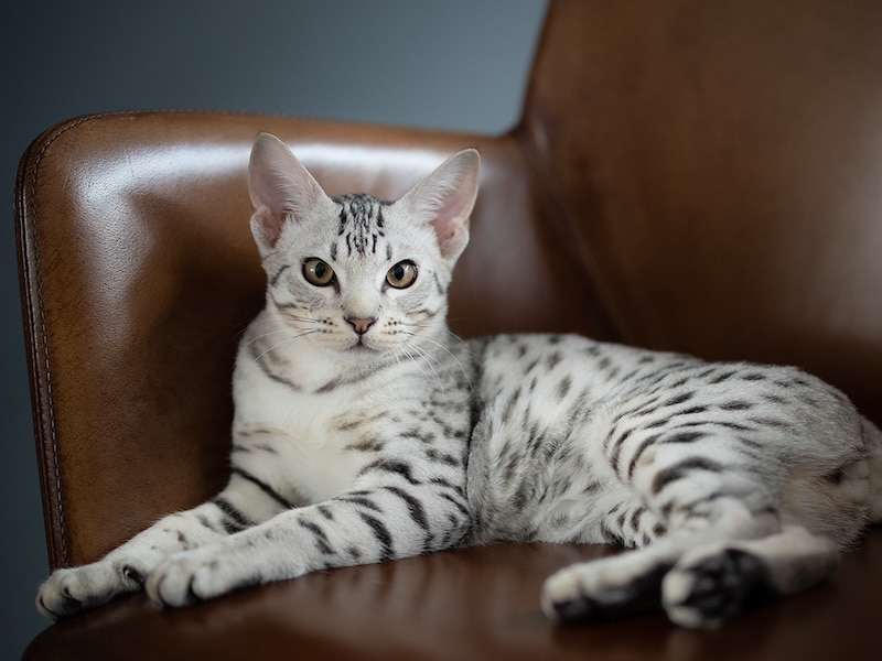 Ocicat