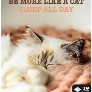 Kattskylt "...sleep all day