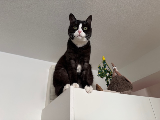 Vem är katten