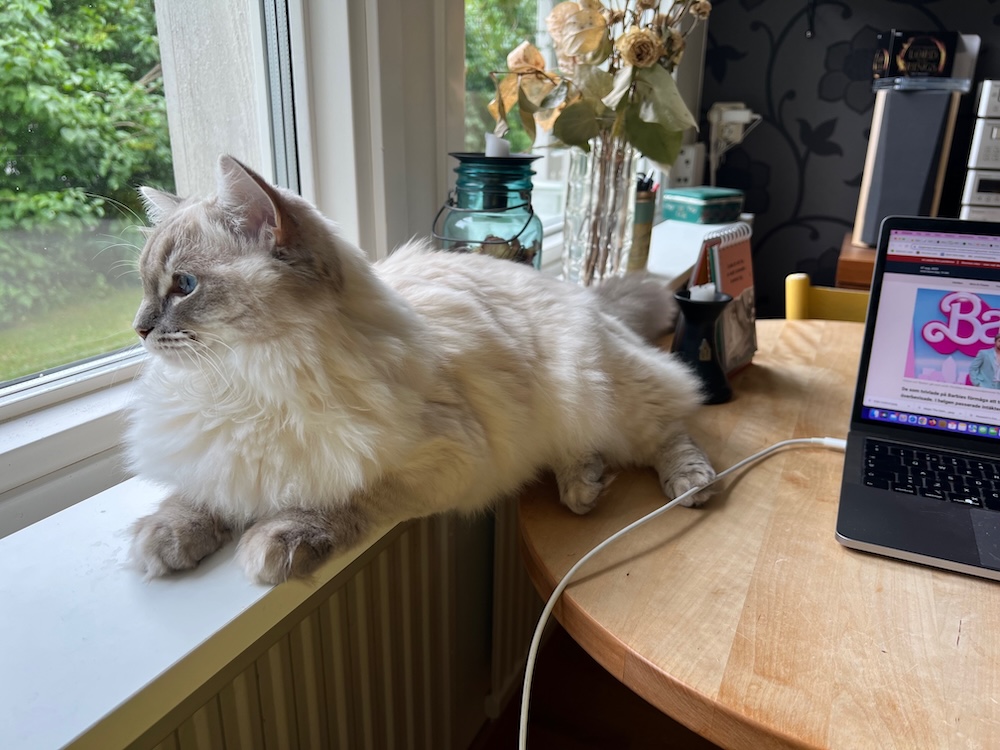 katt på fönsterbräda