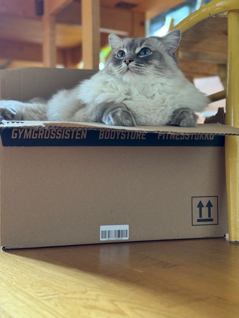 katt på kartong